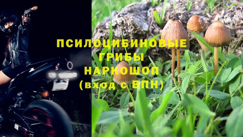 Псилоцибиновые грибы Psilocybe  Козьмодемьянск 